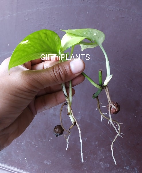 growing pothos in leca Leca Balls, Medium Size, (8 to 15 mm), Hydroton Pebbles for Mulching, — GIFTnPLANTS