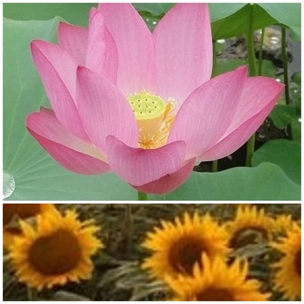 Lotus Seeds (Qty-5) with Free Sunflower Seeds (Qty-10)