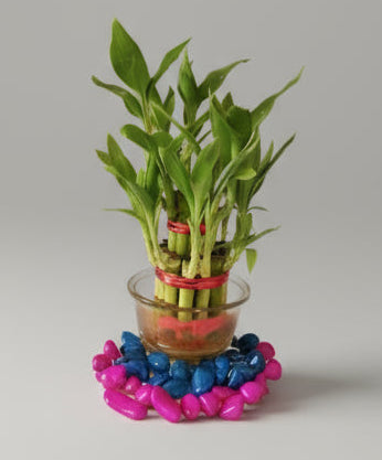 Lucky Bamboo Plant- 2 Layered (Gift Plant)