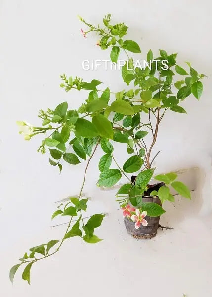 madhumalti flower seeds Madhumalti, Rangoon Creeper Plant, Single Petal (in polybag) — GIFTnPLANTS