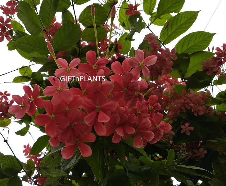 madhumalti plant seeds Madhumalti, Rangoon Creeper Plant, Single Petal (in polybag) — GIFTnPLANTS