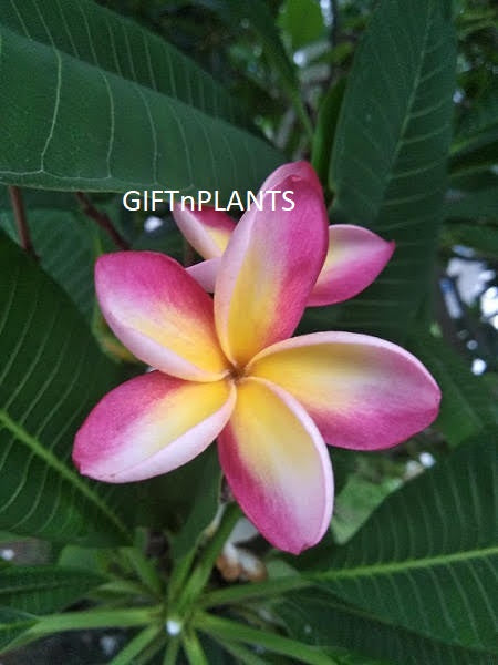 champa flower plant seeds Plumeria, Mexican Champa Plant (Mix of Yellow, Pink and White Flowers) — GIFTnPLANTS
