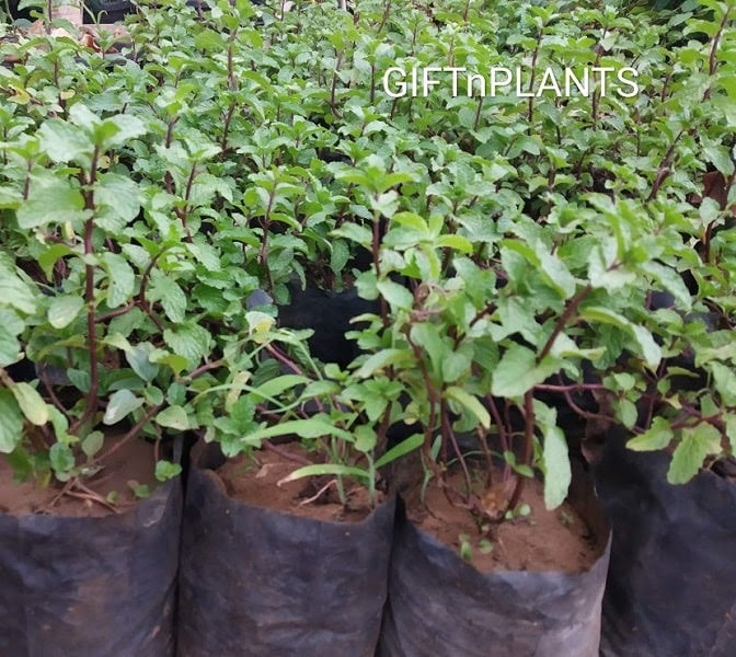 Pudina Plant, Mint (in polybag) — GIFTnPLANTS