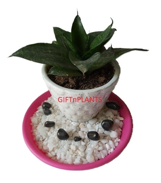 white stones for plant pots White Stone Chips for Plants and Flower Vases, Aquarium Stone Chips — GIFTnPLANTS