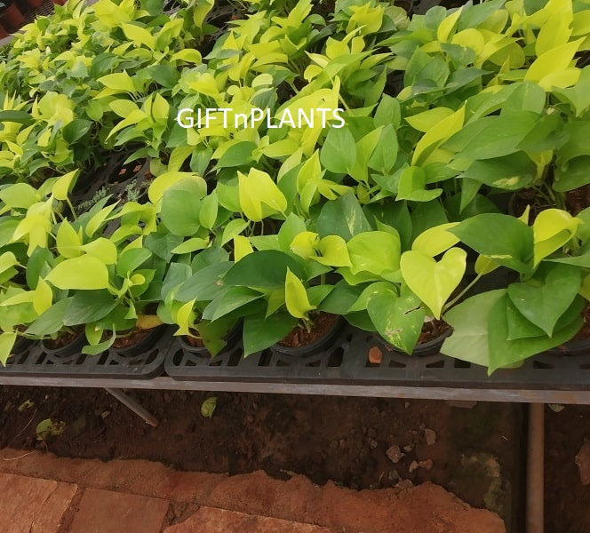 golden leaf money plant Golden Money Plant — GIFTnPLANTS