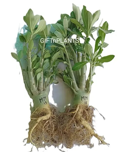 Set of 2 Adenium Monsiam Monk Arabicum Plants, 4 years Old  - Bare rooted