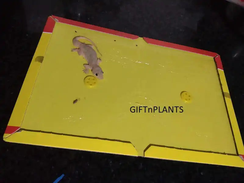 This is the actual photo of a lizard which is stuck on a yellow cardboard trap and similarly it can trap mouse also. 