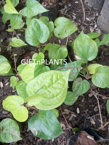 paan plant seeds Piper Betel, Paan Ki Bel, Maghai Paan, (in Polybag) — GIFTnPLANTS