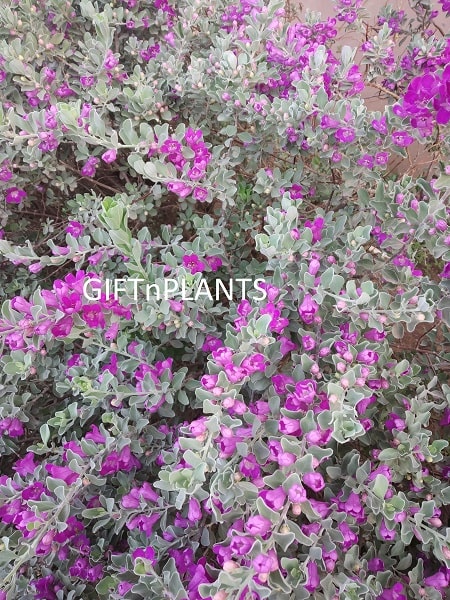 Nikadevia Plant, Leucophyllum Frutescens, Silver Dust (in polybag)