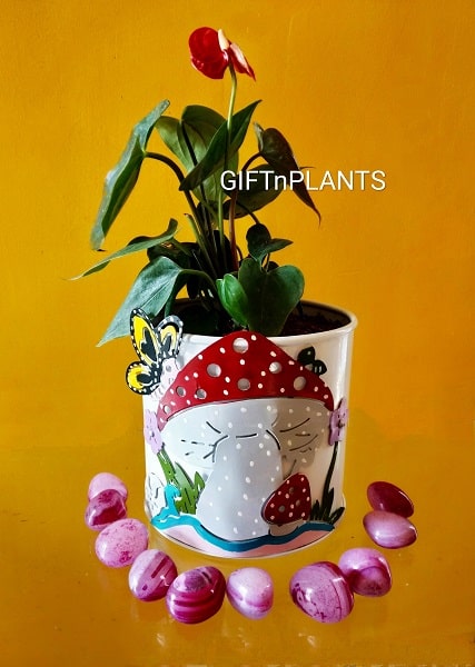 Giftnplants presents tumbled pink onyx stones enhances the beauty of Anthurium plant.