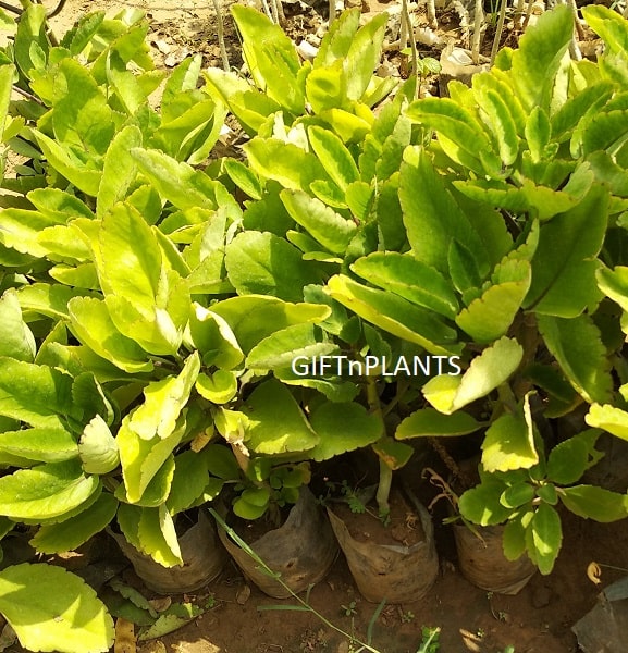 Panfuti, Paththarchat Plant, Bryophyllum – Medicinal Plant (in polybag)