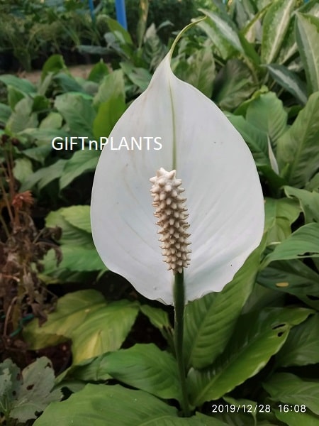 peace lily with big leaves Peace Lily Plant (Spathyphyllum) with Big Leaves — GIFTnPLANTS