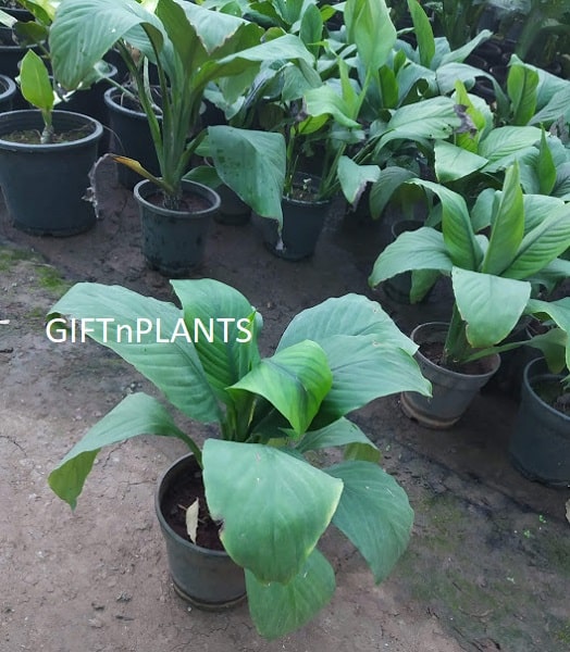 peace lily price philippines Peace Lily Plant (Spathyphyllum) with Big Leaves — GIFTnPLANTS