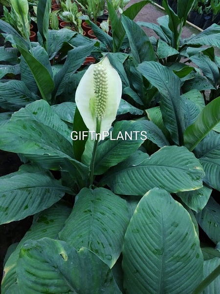 peace lily large leaf Peace Lily Plant (Spathyphyllum) with Big Leaves — GIFTnPLANTS