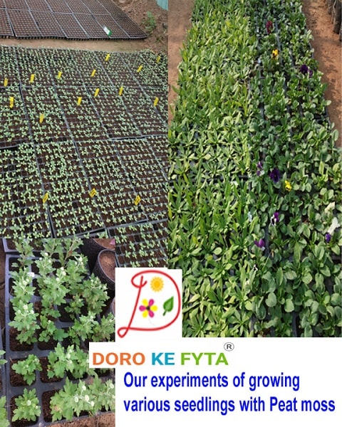 is peat moss a seed plant Sphagnum Peat Moss for Seed Germination Media of Plants