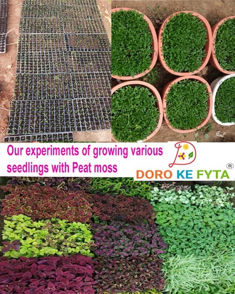 is peat moss a seed plant Sphagnum Peat Moss for Seed Germination Media of Plants — GIFTnPLANTS