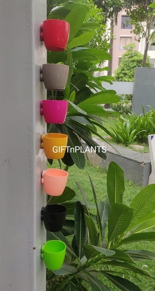 magnetic pot plant Magnetic Pots Multicolour, Diameter- 6 CM — GIFTnPLANTS