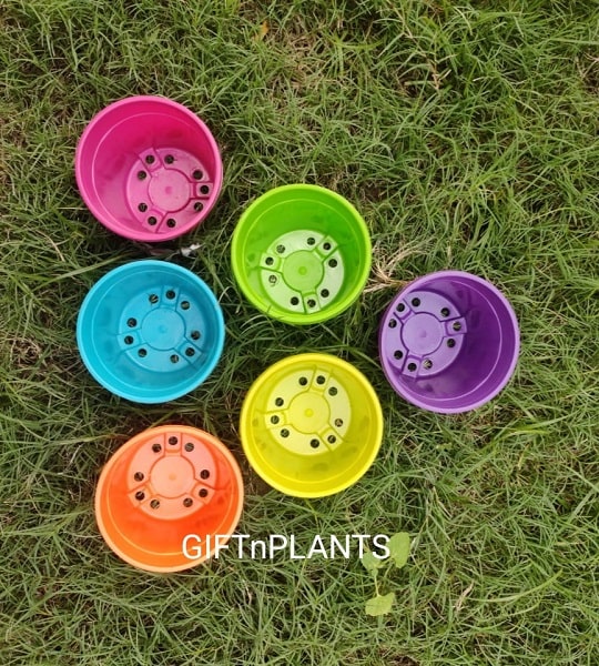 Plastic Pots Multicolour, Diameter- 4 inch