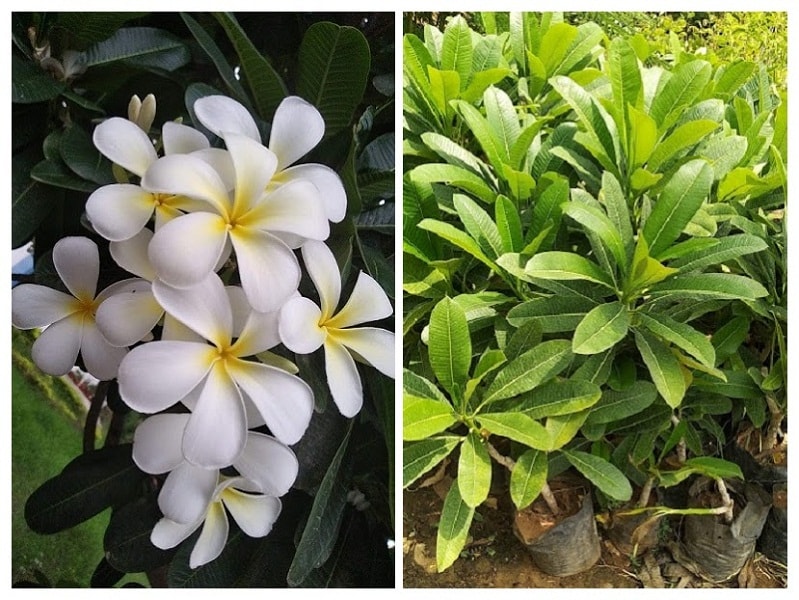 Plumeria, Champa Plant (White Flowers)  (in polybag)