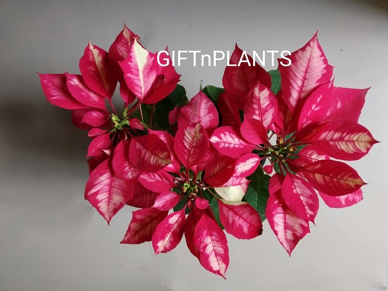 Poinsettia Plant Variegated (Red-White)