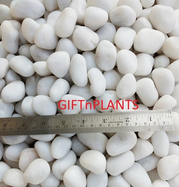 White Polished Stones or Pebbles (15-30mm) for Garden Plants, Flower Vases and Aquarium