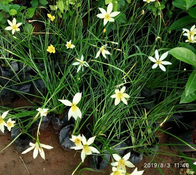 Rain Lily Plant, (Multi-Colour) (in polybag)