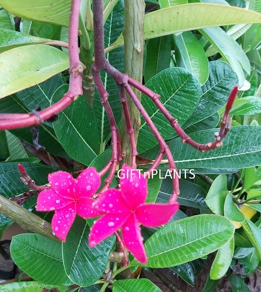 Plumeria, Champa Plant (Red Flowers)  (in polybag)