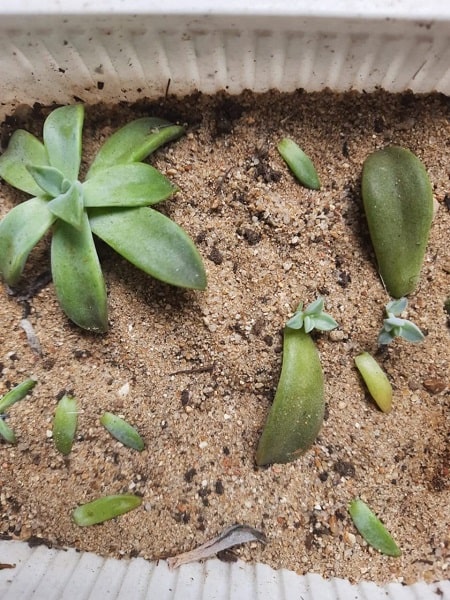 river sand for potting mix Fine River Sand (Granule size= less than 2 mm) for Gardening, Children — GIFTnPLANTS