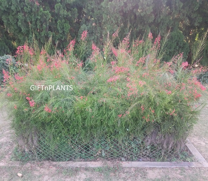 Russelia Plant, Red Flowers (in polybag)