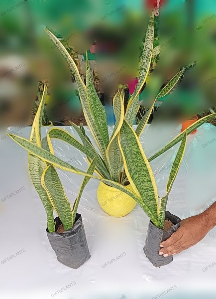 Sansevieria Trifasciata 'Laurentii Golden'  (in polybag)