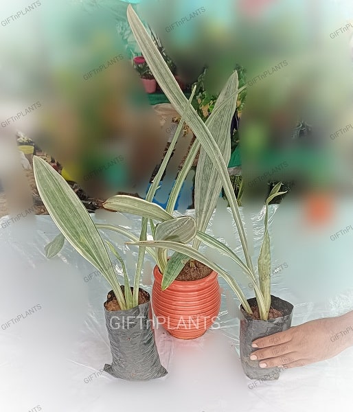 silver siam sansevieria Sansevieria Metallica Siam Silver Plant, Snake Plant (in polybag) — GIFTnPLANTS