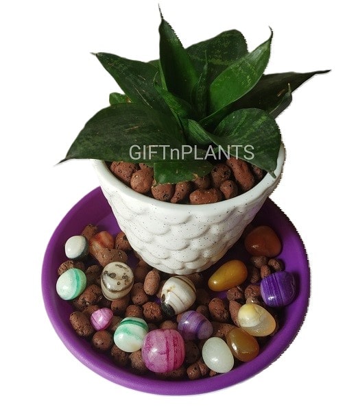 Grapes Design Ceramic Pot (Round) -WRGC