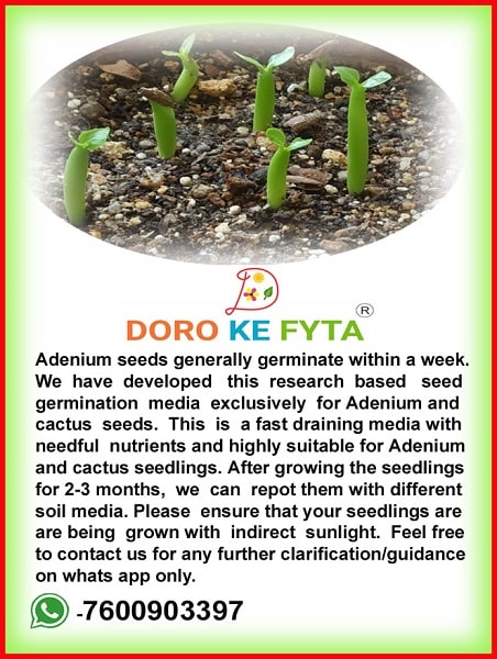 planting adenium seeds Seed Germination Media (Soil) for Growing Seedlings of Adenium, Cactus — GIFTnPLANTS