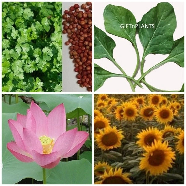 pictures of different plant seeds Combo of 4 different types of Seed Packets (Lotus Seeds Qty-5, Sunflow —  GIFTnPLANTS