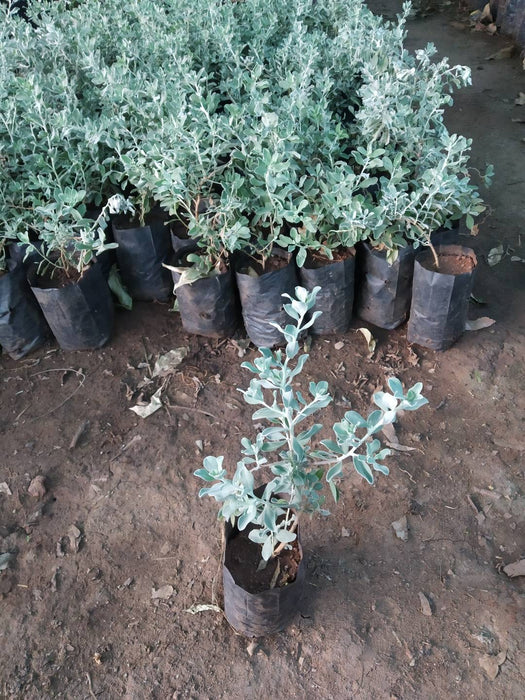 Nikadevia Plant, Leucophyllum Frutescens, Silver Dust (in polybag)