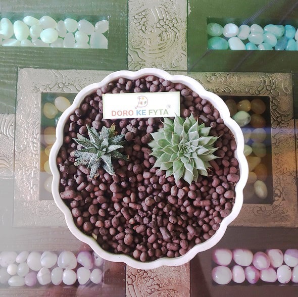 succulents leca Leca Balls, Small Size, (4 to 10 mm), Hydroton Pebbles for Mulching & — GIFTnPLANTS