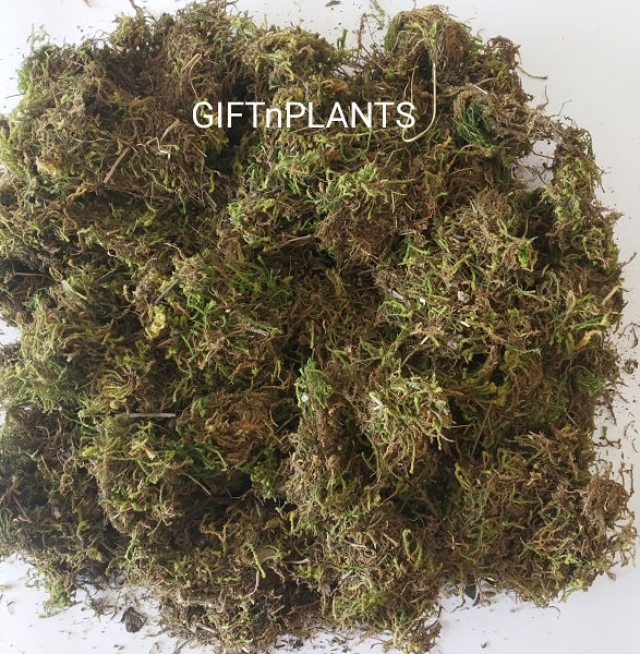 Sphagnum Moss for Kokedama, Tarrarium, Air Layering, Mulching and Orchid Potting Soil for Garden Use