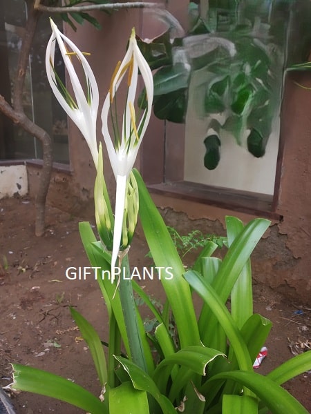spider lily green Green Tinge Spider Lily Plant, Hymenocallis Speciosa (in polybag) — GIFTnPLANTS