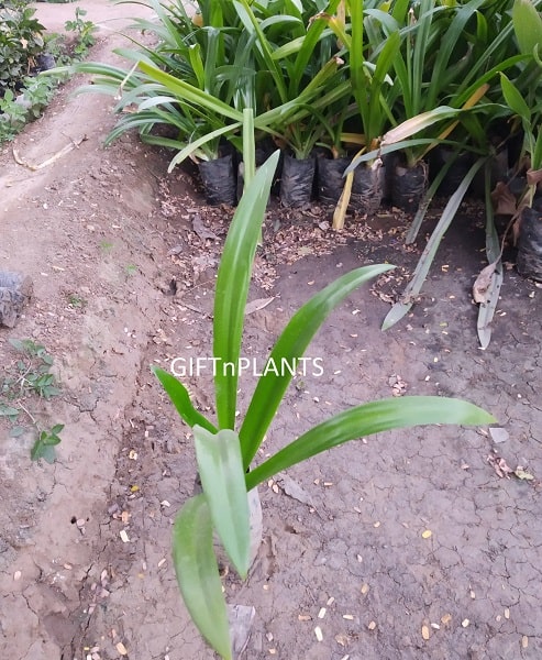 spider onion plant Green Tinge Spider Lily Plant, Hymenocallis Speciosa (in polybag) — GIFTnPLANTS