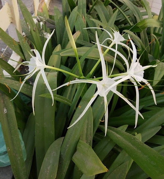 Spider Lily Plant (in Polybag)