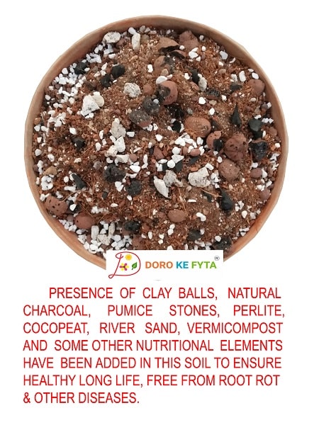 succulent soil perlite Succulent Potting Soil- River Sand Based (Soil-Less) for Better Draina — GIFTnPLANTS