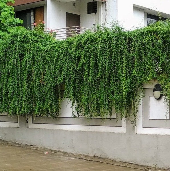 Curtain Creeper, Vernonia, Parda Bael (in polybag)