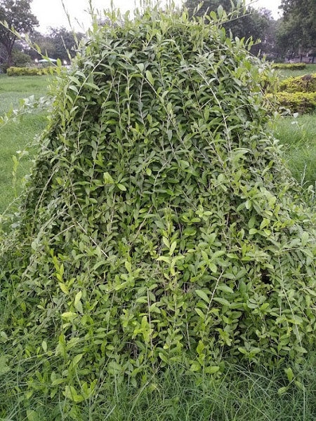 Curtain Creeper, Vernonia, Parda Bael (in polybag)