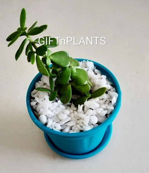 jade stone plant Jade Plant