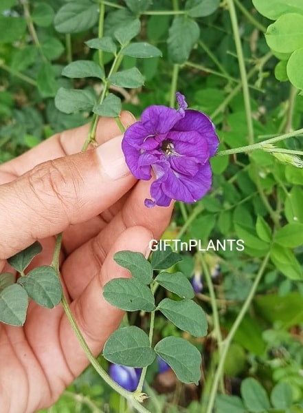 aparajita plant seeds online Combo of Double Petal Aparajita Plant Seeds, Blue (10 seeds) and Sky B — GIFTnPLANTS