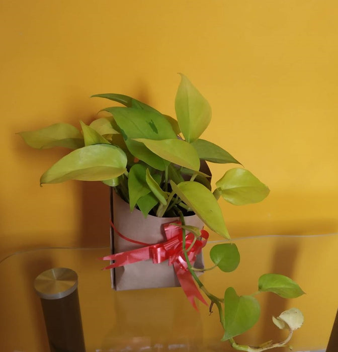 Golden Money Plant-  Gift Plant With Pot