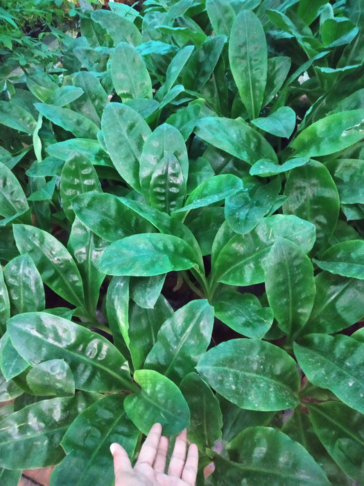 Football Lily Plant (in Polybag)