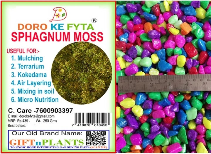 Combo of Sphagnum Moss (250 Gms) with Mix Coloured Painted Stones (450 Gms) for Gardening