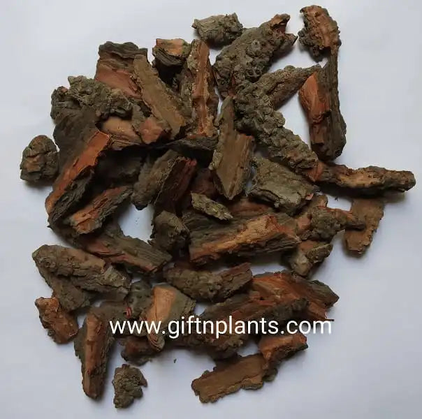 These light weight Pine bark chips or nuggets maintain acidic ph value of the soil media & they are suitable for Orchids, acidity loving plants & mulching use. 