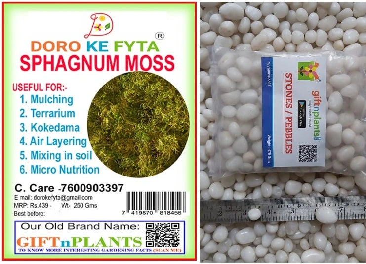 Combo of Sphagnum Moss (250 Gms) with Small Sized White Polished Stones or Pebbles (07-14mm) (450 Gms) for Gardening